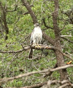 218 - NORTHERN GOSHAWK (7-26-2018) upper humboldt canyon, patagonia mts, santa cruz co, az -01