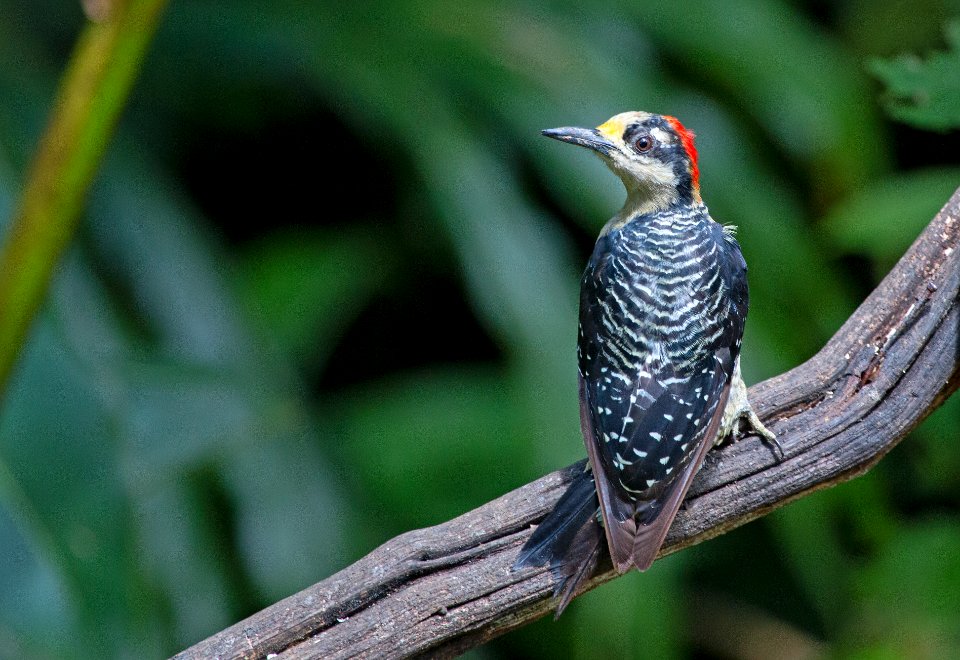 Black-cheeked woodpecker