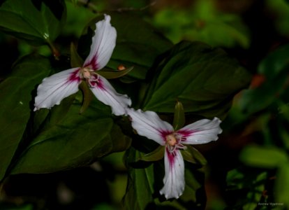 Painted Trillium