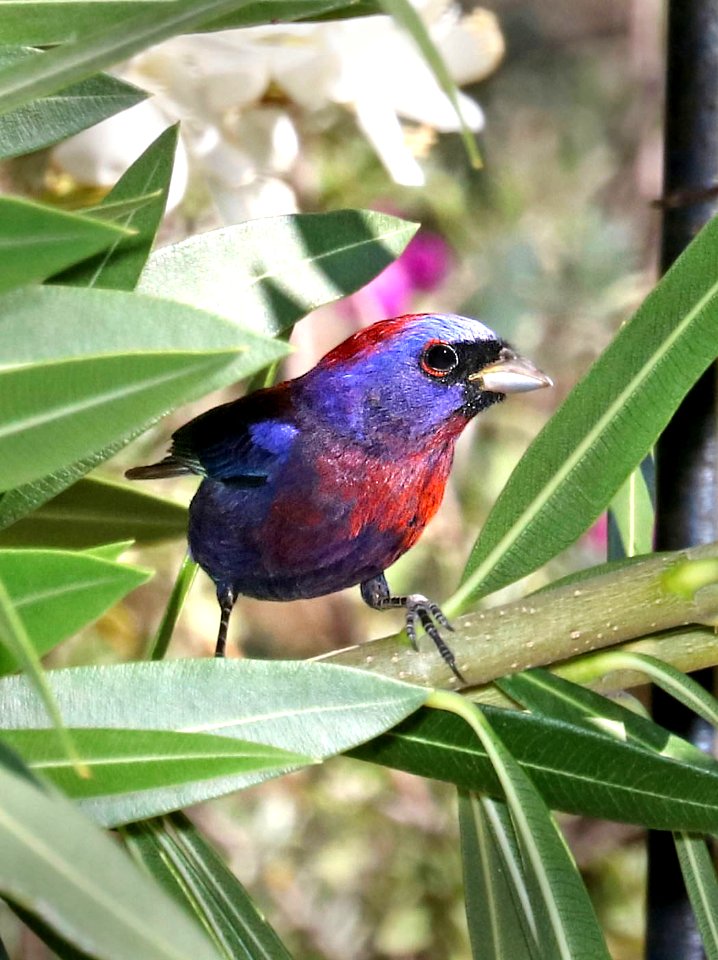 925 - VARIED BUNTING (5-29-2016) 78 circulo montana, patagonia lake ranch estates, scc, az -01