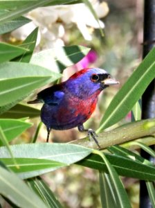 925 - VARIED BUNTING (5-29-2016) 78 circulo montana, patagonia lake ranch estates, scc, az -01