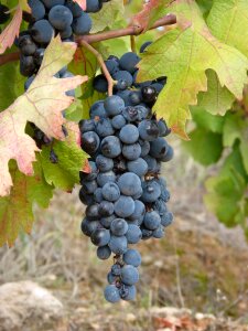 Vineyards vine earth
