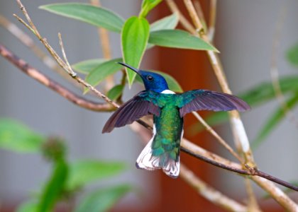 White-necked jacobin photo