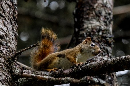 Red Squirrel
