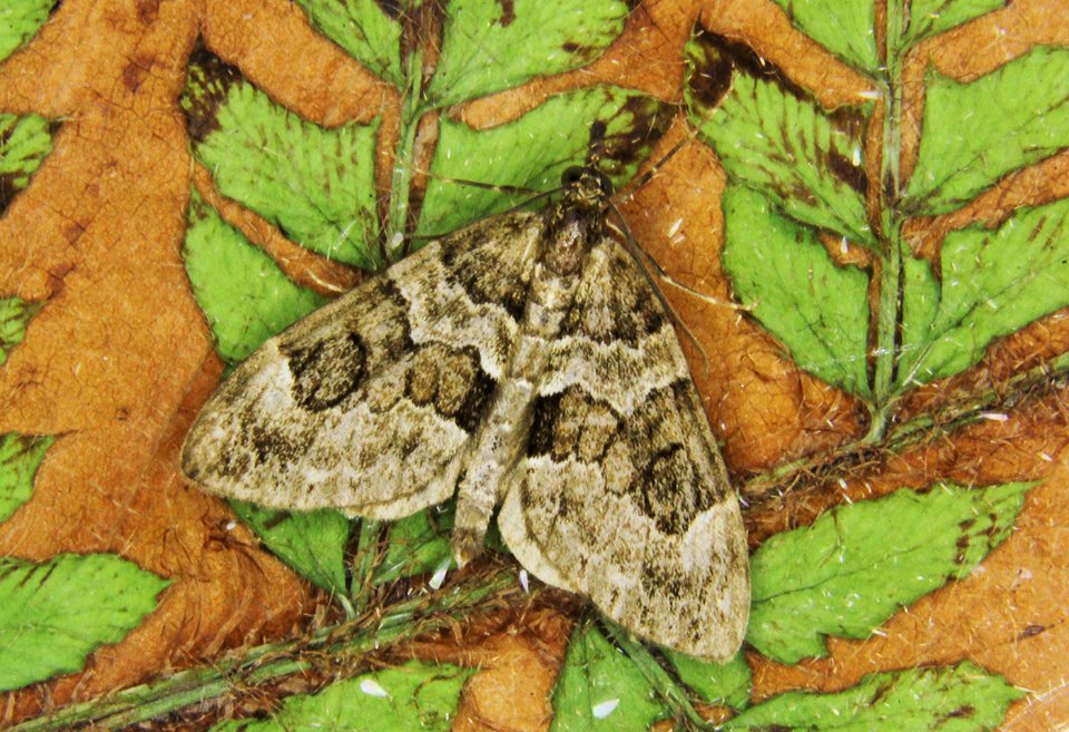 70.079. Thera britannica. (BF1769. Spruce Carpet) IMG 0029