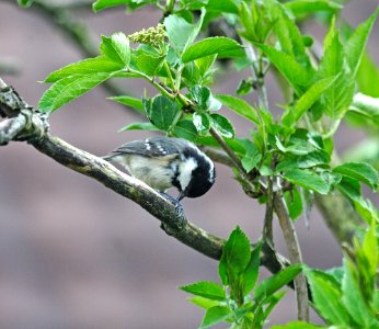 Coal Tit