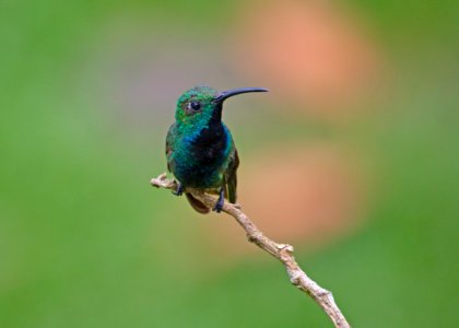 Green-breasted mango