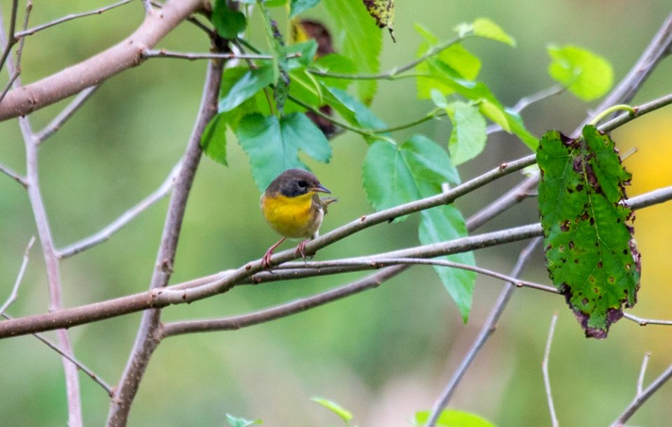 common yellowthroat