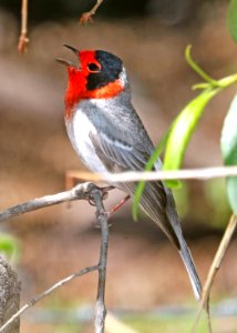 849 - RED-FACED WARBLER (5-4-2017) near emory pass, mimbres mts, grant co, nm -02 - Copy