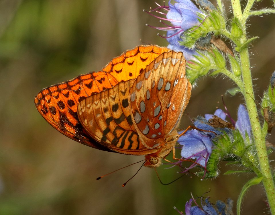 FRITILLARY, GREAT SPANGLED (Speyeria cybele) (5-29-2018) pyatt access to crooked creek, marion co, ar -03