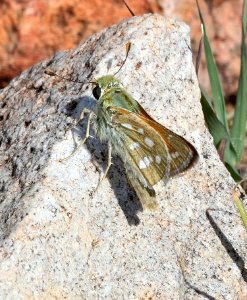 SKIPPER, PAHASKA (Hesperia pahaska) (3-23-2018) lake patagonia ranch estates, santa cruz co, az -01