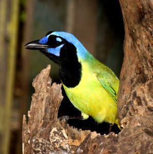 636 - GREEN JAY (2-16-2015) national butterfly center, mission, hidalgo co, tx -03