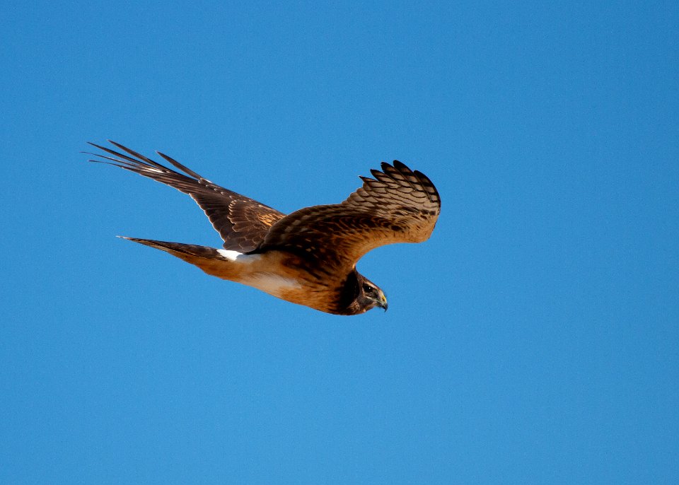 Northern harrier