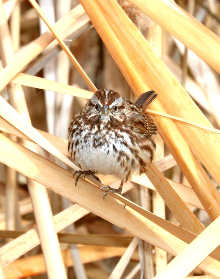 894 - SONG SPARROW (2-19-2017) patagonia lake, santa cruz co, az -02