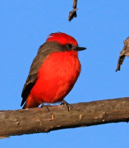 589 - VERMILION FLYCATCHER (9-18-2016) patagonia lake, santa cruz co, az -02