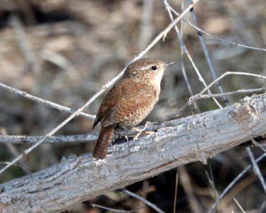 694 - WINTER WREN (2-11-2017) patagonia lake, santa cruz co, az -01