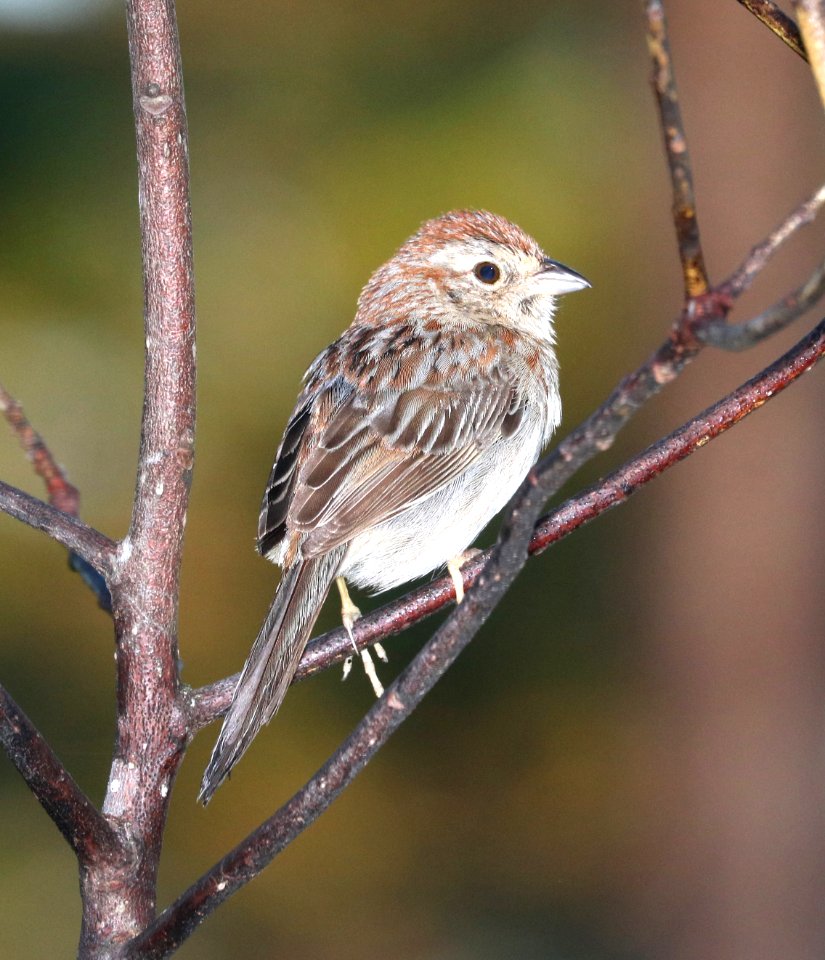 869 - BACHMAN'S SPARROW (6-9-2017) patsy pond nature trail, croatan nat forest, carteret co, nc -09