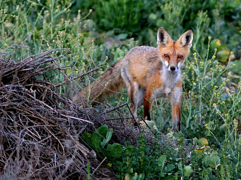 FOX, RED (5-2-07) attascadero waste tx plant, slo co, ca -4