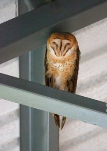 Barn owl photo