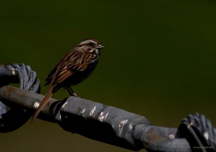 Song Sparrow