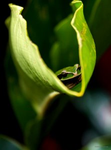 Masked Tree Frog