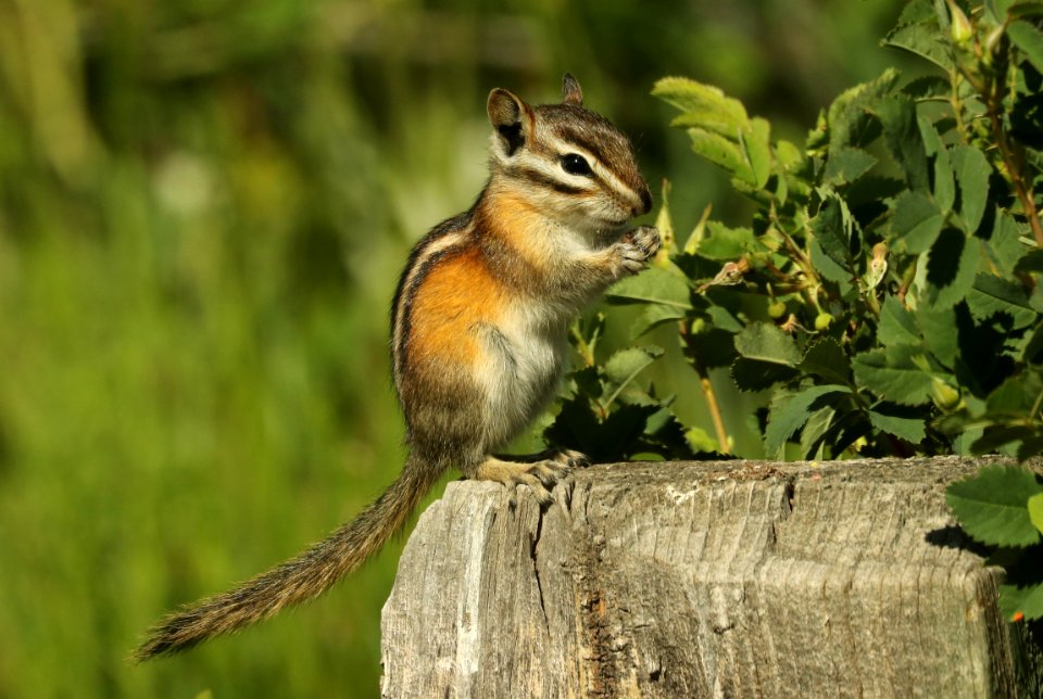 CHIPMUNK, LEAST (Tamias striatus) (7-13-2019) six mile campground, 8000 ft, medicine bow nat forest, carbon co, wy -03