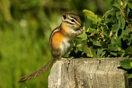 CHIPMUNK, LEAST (Tamias striatus) (7-13-2019) six mile campground, 8000 ft, medicine bow nat forest, carbon co, wy -03