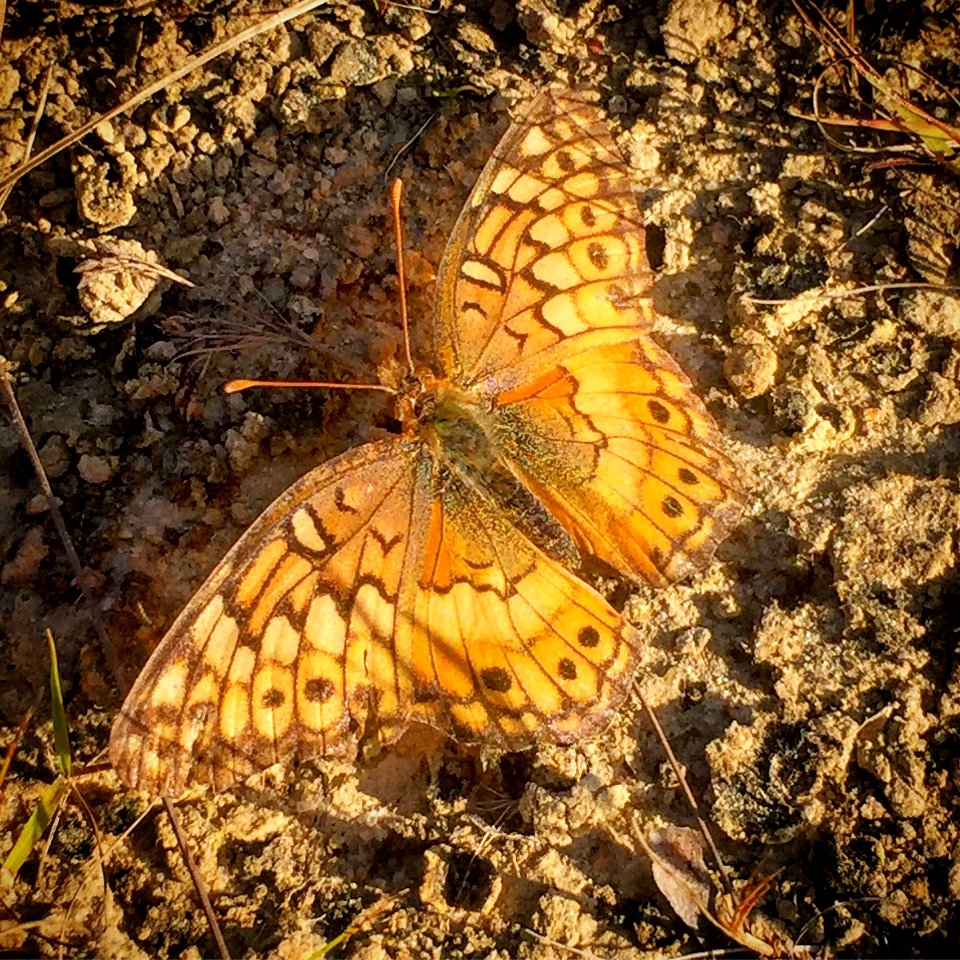 Variegated Fritillary