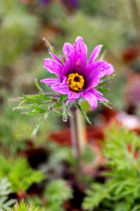 Pulsatilla Vulg. Papageno photo