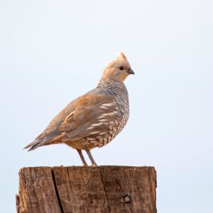 Scaled quail