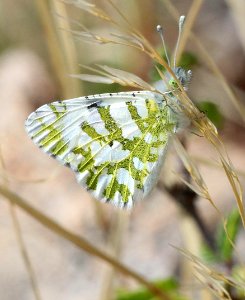 MARBLE, DESERT (Euchloe lotta) (3-23-2018) lake patagonia ranch estates, santa cruz co, az -01
