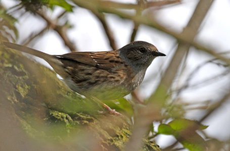 Dunnock photo