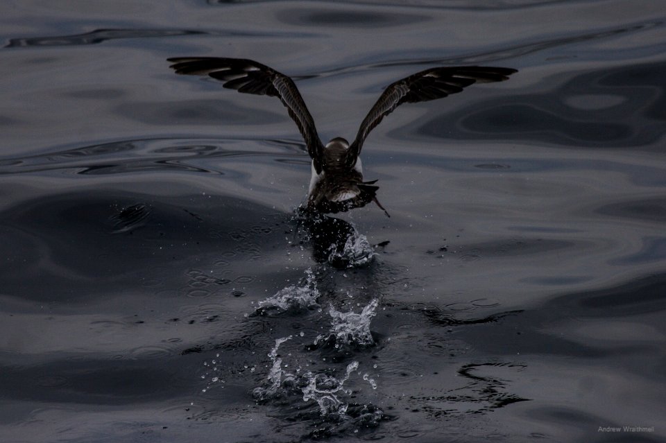 Great Shearwater