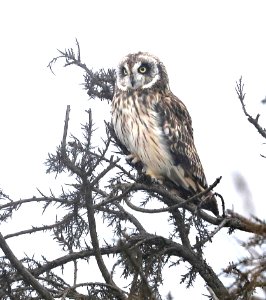 SHORT-EARED OWL (8-30-2017) hawaiian owl, asio flammeus sandwichensis, mauna kea access road, hawaii co, hawaii -01