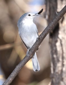 704 - BLACK-CAPPED GNATCATCHER (11-24-2017) patagonia lake birding trail, santa cruz co, az -03