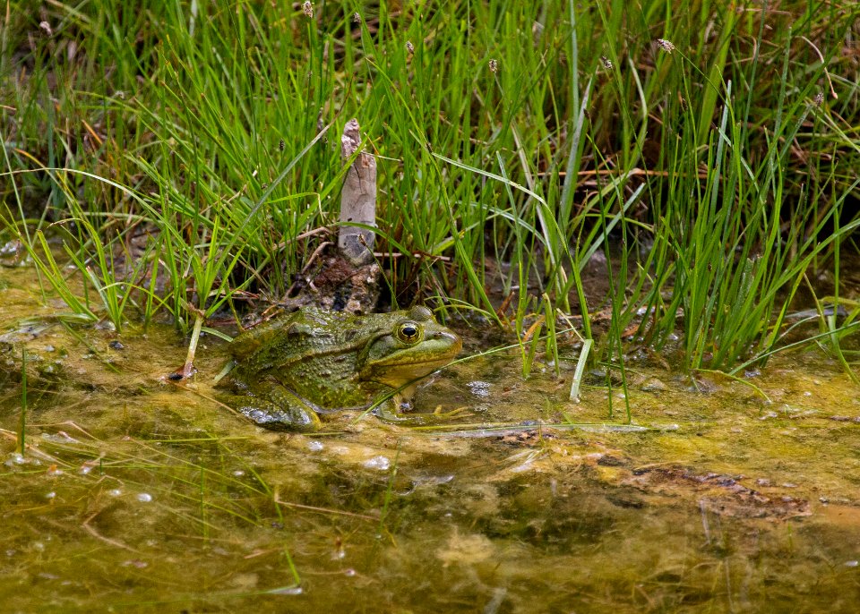 Chiricahua leopard frog