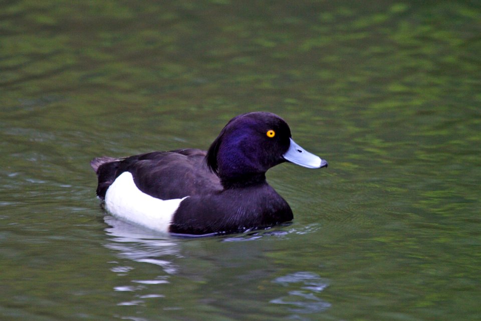 Tufted Duck