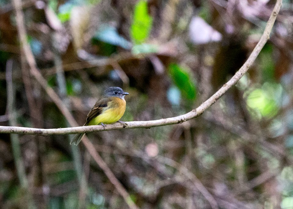 Tawny-chested flycatcher