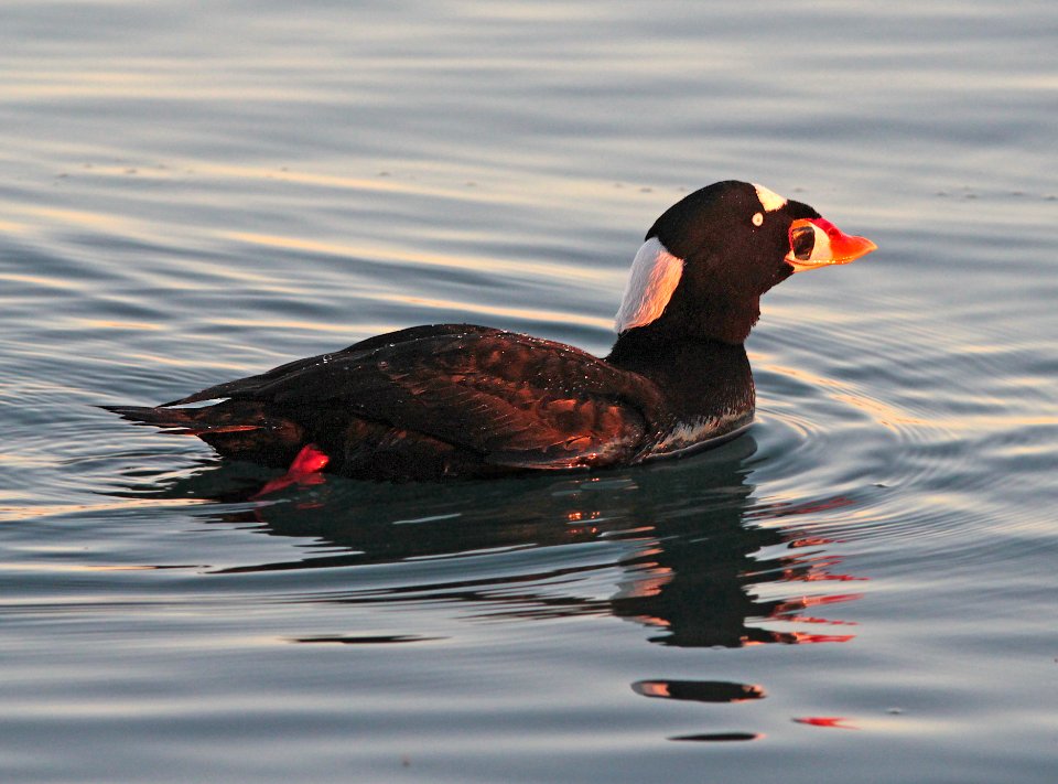 053 - SURF SCOTER (01-07-2015) morro bay, slo co, ca -04