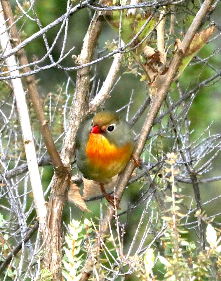 RED-BILLED LEIOTHRIX (9-4-2017) pu'u o'o trail, kipuka ainahou section, hawai'i co, hawaii -04