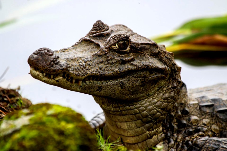 Caiman