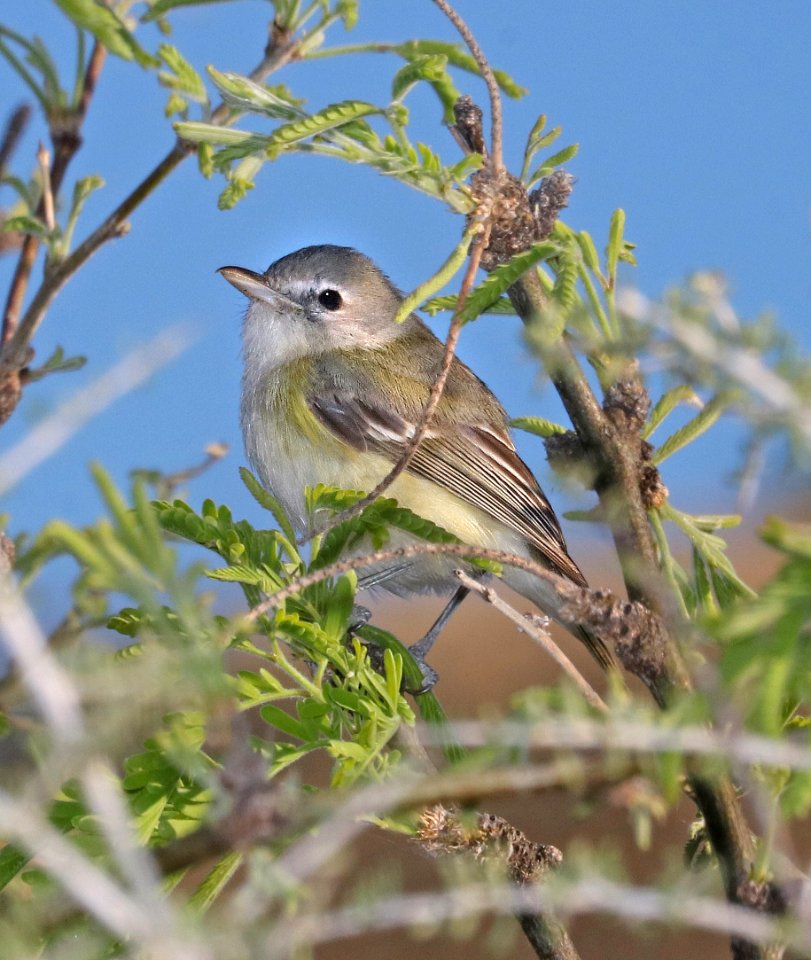 620 - BELL'S VIREO (3-22-2017) patagonia lake, santa cruz co, az -01