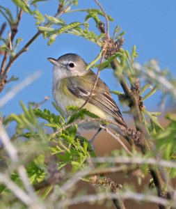 620 - BELL'S VIREO (3-22-2017) patagonia lake, santa cruz co, az -01