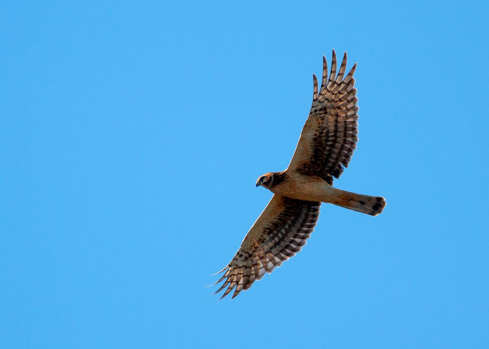 Northern harrier