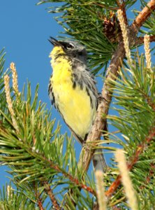 821 - KIRTLAND'S WARBLER (6-2-2018) crawford co, mi -17