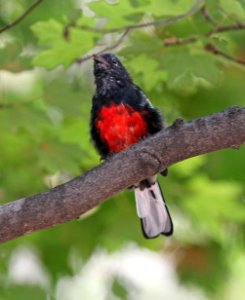 850 - PAINTED REDSTART (8-15-2015) ramsey canyon, cochise co, az -01 adult