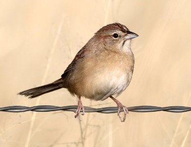 867 - BOTTERI'S SPARROW (1-17-2017) lake patagonia ranch estates, santa cruz co, az -01
