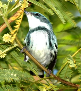 823 - CERULEAN WARBLER (4-19-12) convention center, south padre island, tx (6)