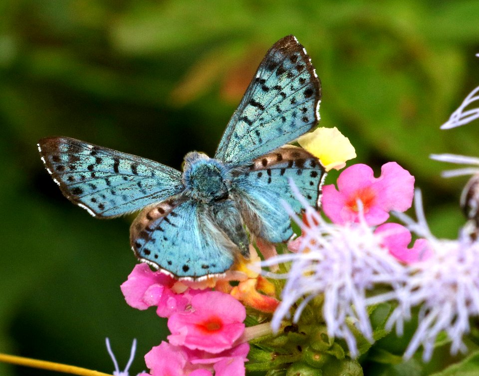 METALMARK, BLUE (Lasaia sula) (11-14-2016) resaca de la palma s p, cameron co, tx -01 male