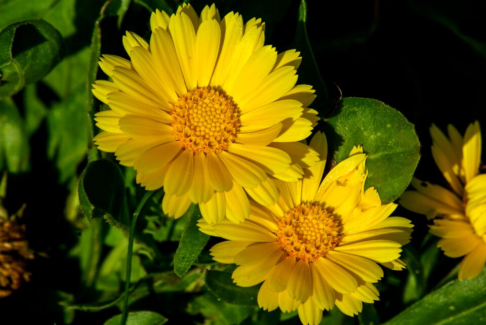 Daisies garden petals
